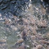 กองทุน ววน. จับมือธนาคารโลกอนุรักษ์โลมาอิรวดี ควบคู่การพัฒนา ... พารามิเตอร์รูปภาพ 3